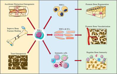 A Review Into the Insights of the Role of Endothelial Progenitor Cells on Bone Biology